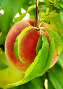 Live Flordaking Florida King Peach Fruit Tree Sweet Tree Plant