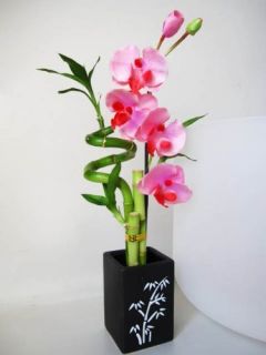 Live Spiral 3 Style Lucky Bamboo Plant w Orchid Ceramic Vase Best Gift
