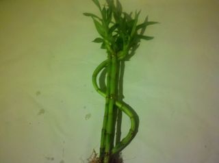 Live Lucky Bamboo Plant Dollar Money Sign Symbol 10 12 Twisted Stems