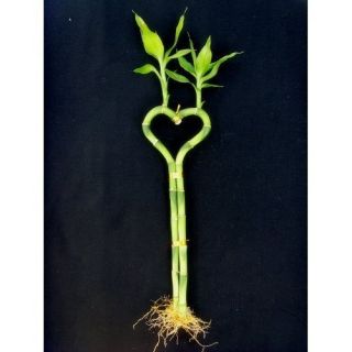Heart Shaped 13 15 inches Lucky Bamboo