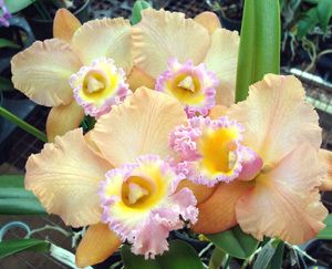 Orchid Pot. Erin Kobayashi x Marlene Lundquist Carmela ~ 26 Bulbs