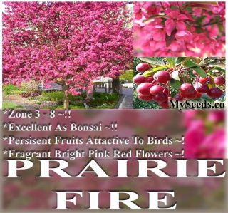 Bulk Prairie Fire Crab Apple Malus Prairifire Tree Seeds Excellent