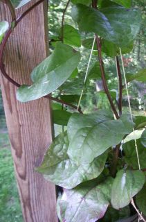 Malabar Spinach Vine Basella Rubra 50 Seeds