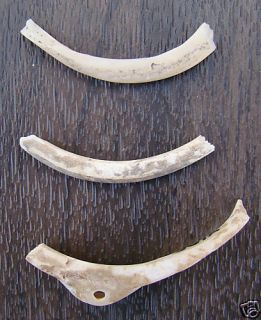 Hohokam Shell Bracelet Fragments from Marana Arizona
