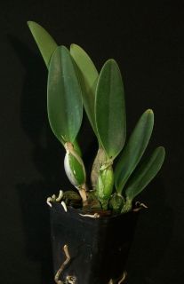 Lc Mary Elizabeth Bohn R F x Cattleya walkeriana coerulea Orchid Plant