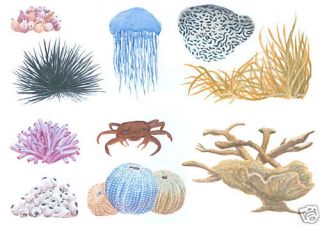 Sea Coral Art Transfers Creative Art Decal Wall Decor