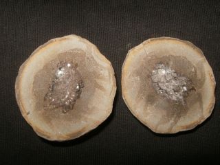 Nice Lepidodendron Diamond Bark Mazon Creek Fossils