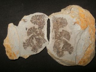 Wonderful Annularia Plant Mazon Creek Fossils