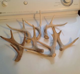 Lot Whitetail Deer Antlers Sheds Craft Horns Knife Dog Chews Arts