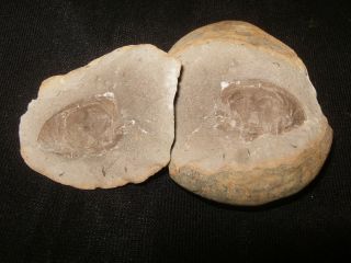 RARE Horseshoe Crab Animal Mazon Creek Fossils Minerals