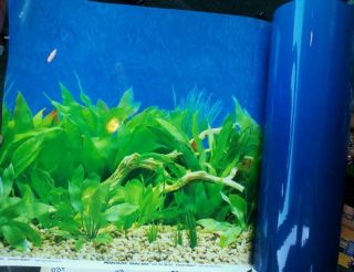 10 Gallon 20 Fish Tank Aquarium Background 2 Sided Blue  Scene