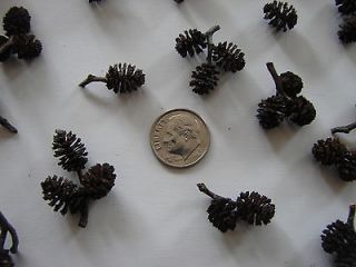 TINY~ Box Alder Pine Cones~ Fresh Picked~100*200 *300*400*500* Your
