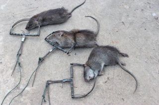 Traps Animal Coon Mouse Rat Squirrel bird Hunting STRONG Snap