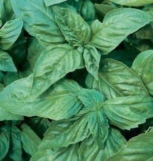 ITALIAN LARGE LEAF BASIL 100 PELLETED SEEDS WHICH MAKE FOR EASY