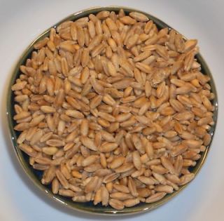 Organic Hard Red Wheat ~ Winter Wheat (Triticum ssp.) Seed