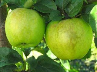 Antonovka Apple, Malus Domestica “Antonovka”, Tree Seeds (Edible