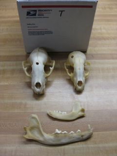 Wild Animal Skulls Animals Assorted Skulls SK T