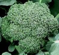 BROCCOLI ~ CALABRESE 50+ Seeds Seedheaven *Combined Shipping* EARLY