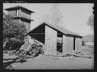 ,turkeys,pump tower on farm of John Frost. Tehama County,California