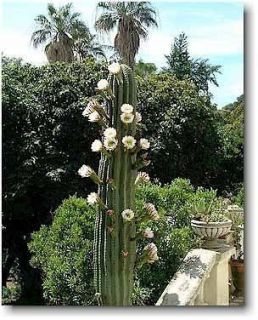 san pedro cactus seeds