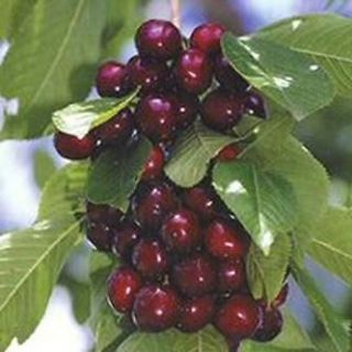Lapin Sweet Cherry Trees 5 seeds / Bing Cherry Fruits
