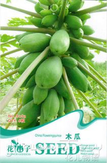  6 Papaya Seed Chinese Fruit Seeds Flowering Quince