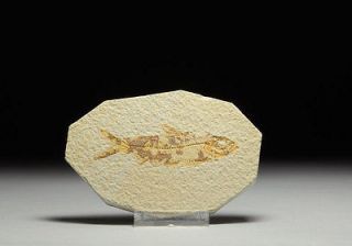 Prehistoric Fossilized Green River Fish Eocene Knightia Marine Fish