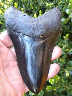 ALMOST PERFECT Black Megalodon fossil tooth REPLICA 5&5/8 A++
