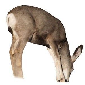 MONTANA DECOY * Mule Doe Deer * Hunting Decoys
