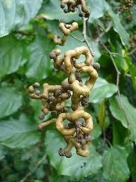 Raisin Tree (Hovenia dulcis) Hardy Z5 Edible Dried Fruit ~ Seeds