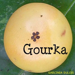 GOURKA~ Himalayan RARE FRUIT TREE Garcinia xanthochymus Gamboge LIVE