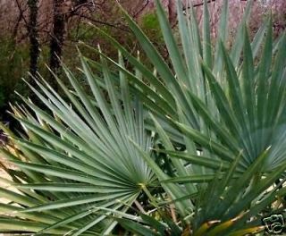 Attractive Dwarf Palmetto Palm Starter 6 Plants
