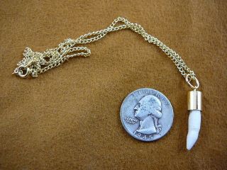 GATOR Alligator Tooth Teeth Gold capped cap pendant necklace
