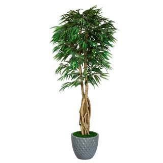 Laura Ashley 84 Tall Willow Ficus With Multiple Trunks In 16 Fiberstone Planter